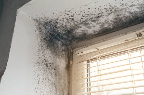 Affordable Mold Inspection And Testing solutions in Puyallup, WA